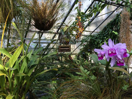 Der Garten und seine Pflanzenvielfalt: Bildergalerie Garten