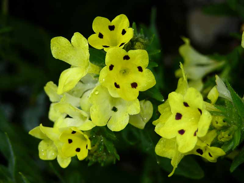 Prophetenblume (Arnebia pulchra)