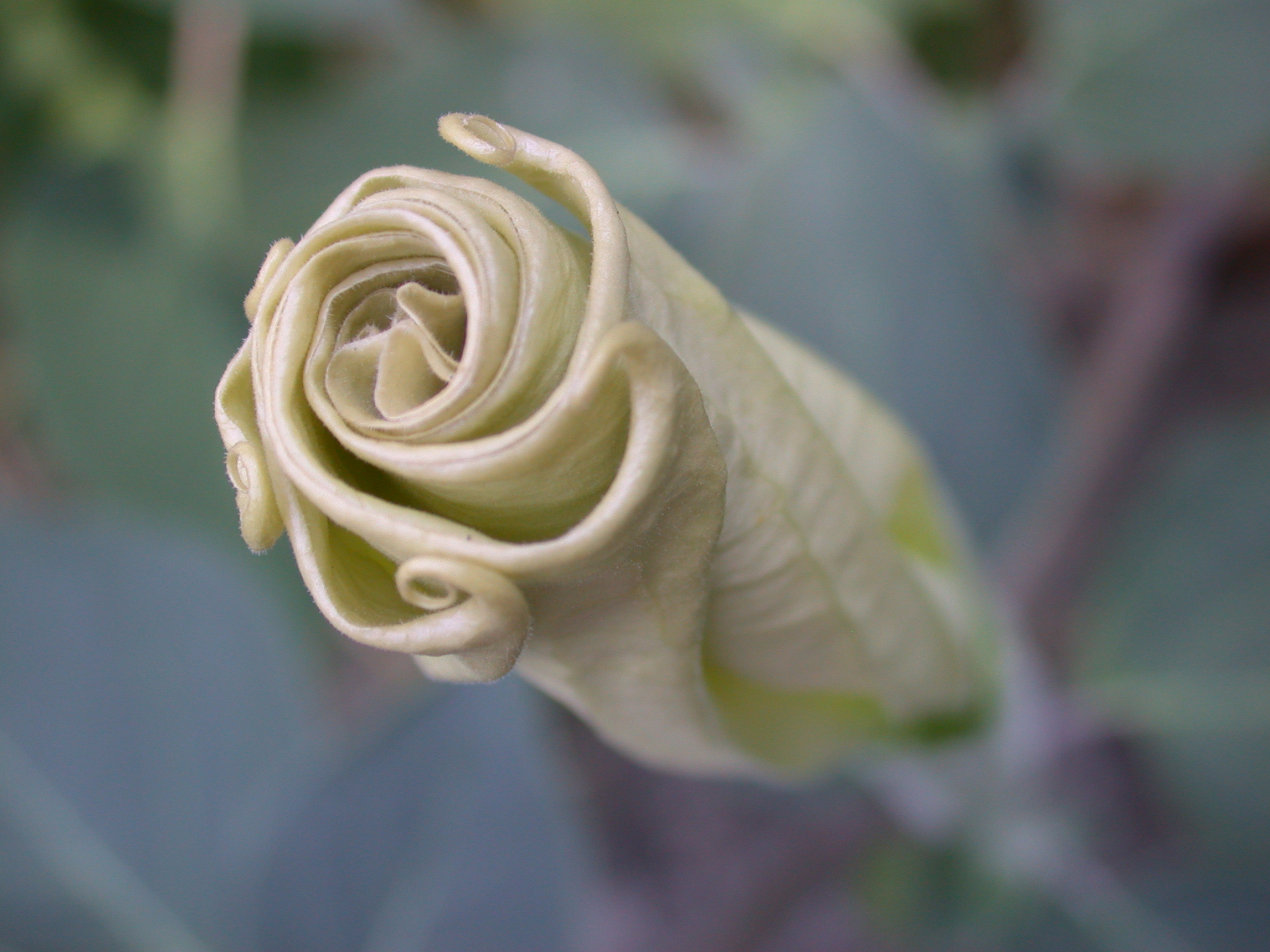Gift-Stechapfel (Datura innoxia): Blütenknospe