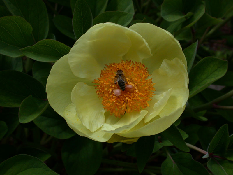 Honigbiene (Apis sp.) auf einer Pfingsrose (Paeonia mlokosewitschii)