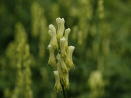 Gelber Eisenhut (Aconitum vulparia) Heilpflanzengarten