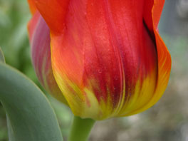 Greigs Tulpe (Tulipa greigii) Steppenhaus