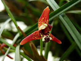 Maxillariella tenuifolia  Orchideenhaus
