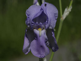 Blasse Schwertlilie (Iris pallida) Heilpflanzengarten