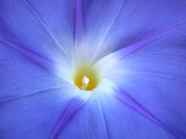 Himmelblaue Prunkwinde (Ipomoea tricolor 'Heavenly Blue') Birlihaus