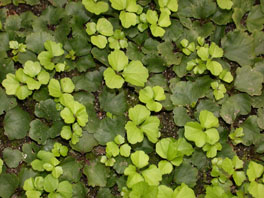 Kleeblättriges Schaumkraut (Cardamine trifolia) Pfingstrosenrabatte