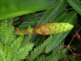 Pitcairnia maidifolia Farnhaus