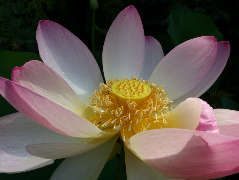 Indische Lotusblume (Nelumbo nucifera)