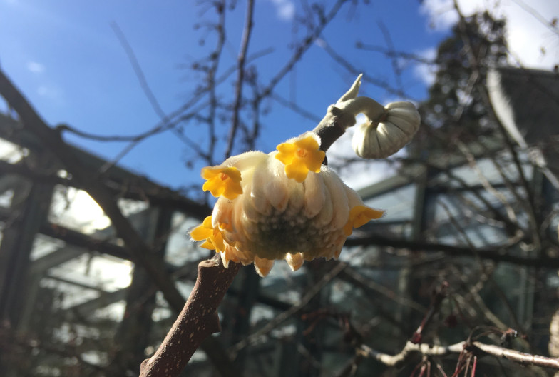 Japanischer Papierstrauch (Edgeworthia chrysantha LINDL.)
