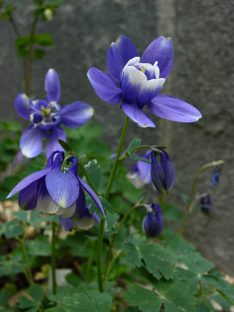Aquilegia flabellata
