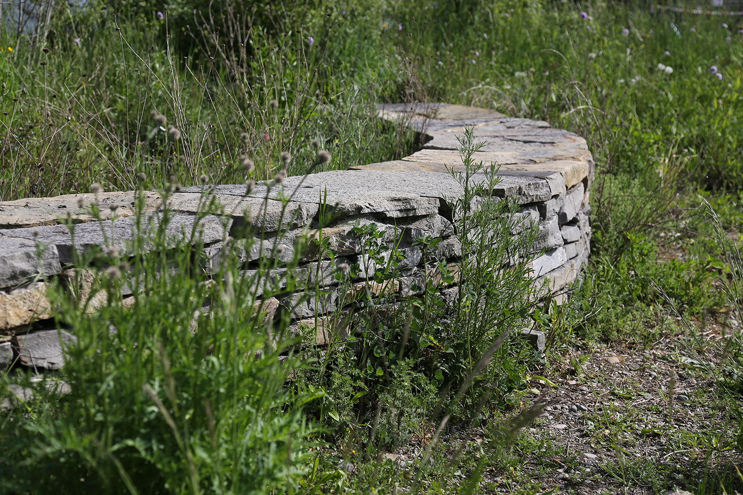 Trockenmauern bieten Reptilien und Insekten wertvolle Unterschlupfmöglichkeiten. Bild: Stadtgrün Bern/Sabine Tschäppeler