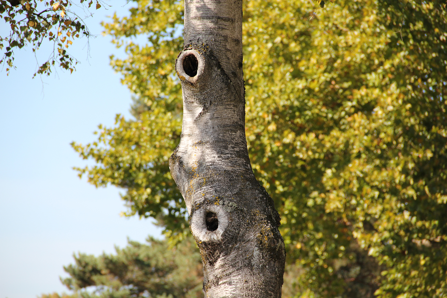 Baumhöhlen bieten Nistmöglichkeiten für höhlenbrütende Vögel. Bild: Stadtgrün Bern/Sabine Tschäppeler