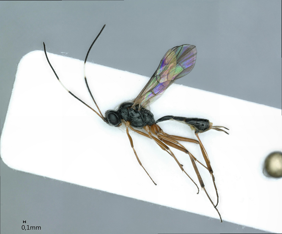 In einem Asthaufen im BOGA wurde die Schlupfwespen-Art Thymaris tener erstmals seit 1897 wieder im Kanton Bern entdeckt. Die Art parasitiert vermutlich auf Motten (Mikrolepidopteren), die in verrottendem Astmaterial leben.   © zvg, Bild: Seraina Klopfstein