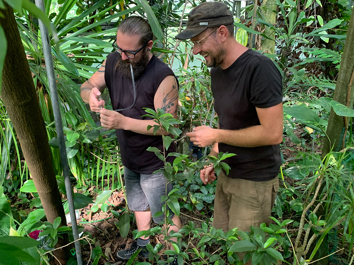 Spinnenexperte Holger Frick und Käferexperte Christoph German beim Fallenaufstellen in den Gewächshäusern.   © BOGA, Bild: Katja Rembold