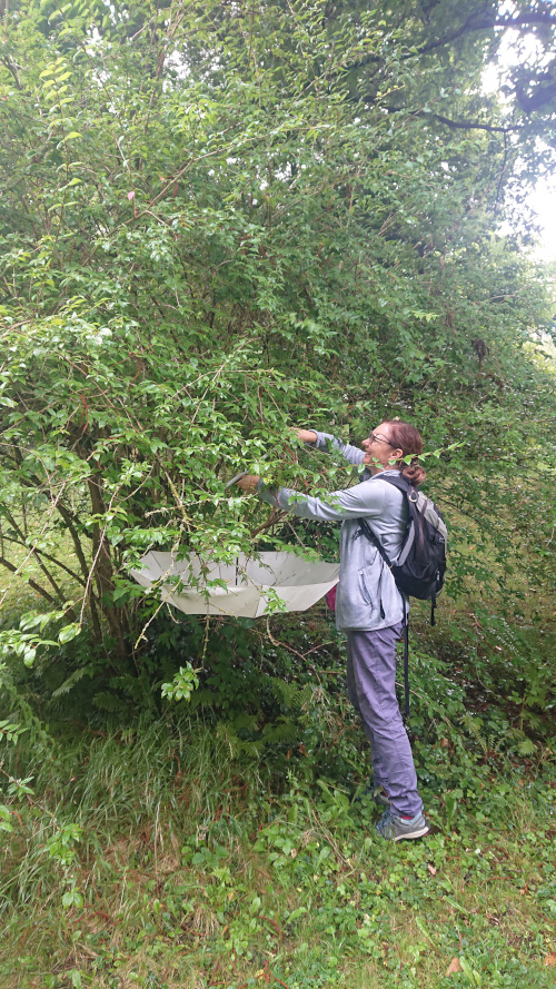 Wanzenexpertin Isabelle Zürcher beim Abklopfen der Sträucher im BOGA.   © BOGA, Bild: Anne-Laure Junge