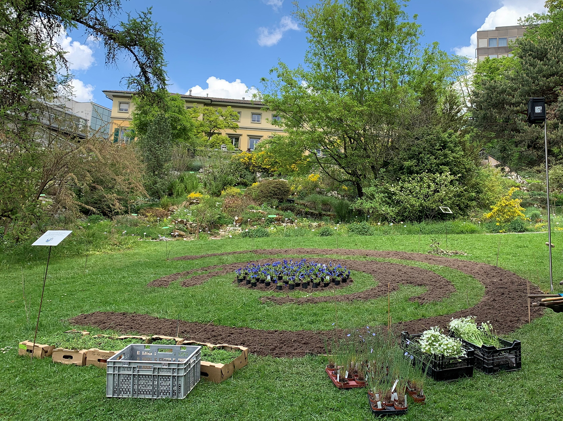 Bepflanzung der Blumenuhr auf der grossen Liegewiese im Botanischen Garten der Universität Bern. Es werden 8-10 Arten gleichzeitig gezeigt. Im Verlauf des Sommers wechseln die Arten wegen den saisonalen Blühzeiten. Bild: Katja Rembold