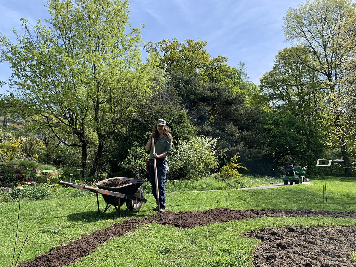 Spatenstich! Installation der Blumenuhr auf der grossen Liegewiese im Botanischen Garten der Universität Bern. Im Mai werden zunächst 8 Arten angepflanzt. Im Verlauf des Sommers kommen weitere Arten dazu und wechseln sich entsprechend ihrer saisonalen Blühzeiten ab. Bild: Katja Rembold