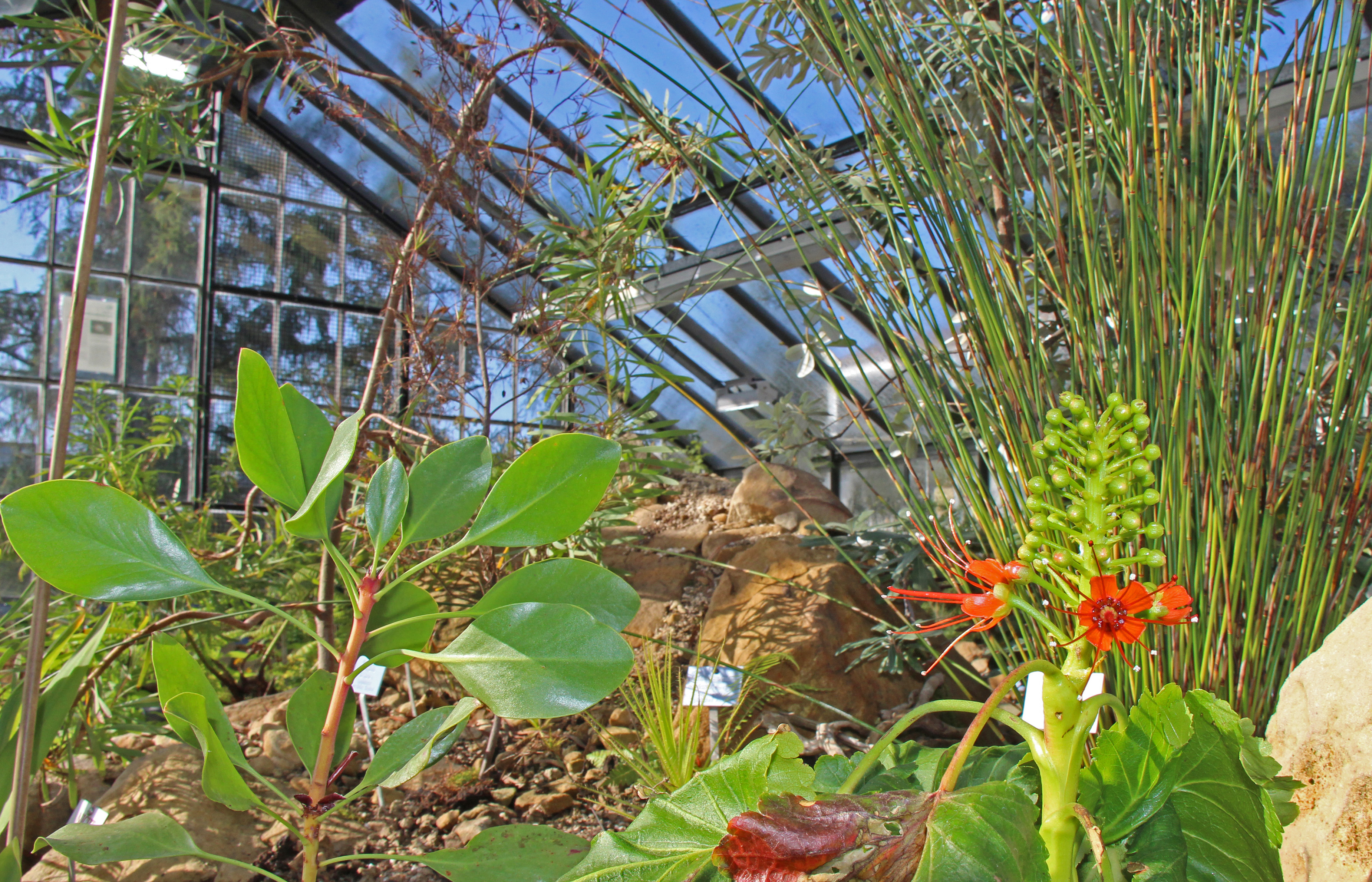 Der Natal-Honigstrauch blüht leuchend rot im Gondwanahaus.