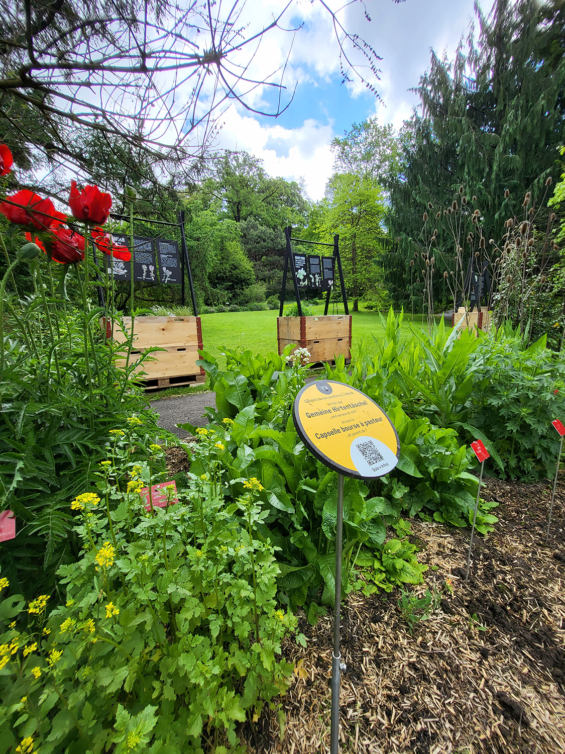 Sonderausstellung «Verkannte Verwandte – von wilden Kusinen und vergessenen Grosseltern» auf der grossen Liegewiese. Ein Gartenplan verrät, wo weitere 23 wilde Verwandte im Garten wachsen. Via QR-Code können am Standort weitere Informationen abgerufen und ein Quiz gelöst werden. © BOGA