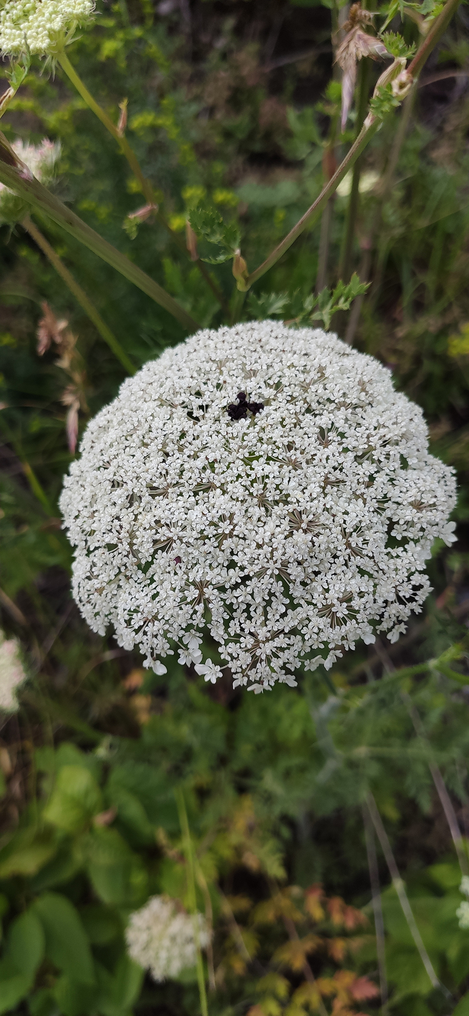 Wilde Möhre (Daucus carota L.), eine wilde Verwandte der Gartenkarotte (Daucus carota subsp. sativus). Bild: © Adrian Möhl