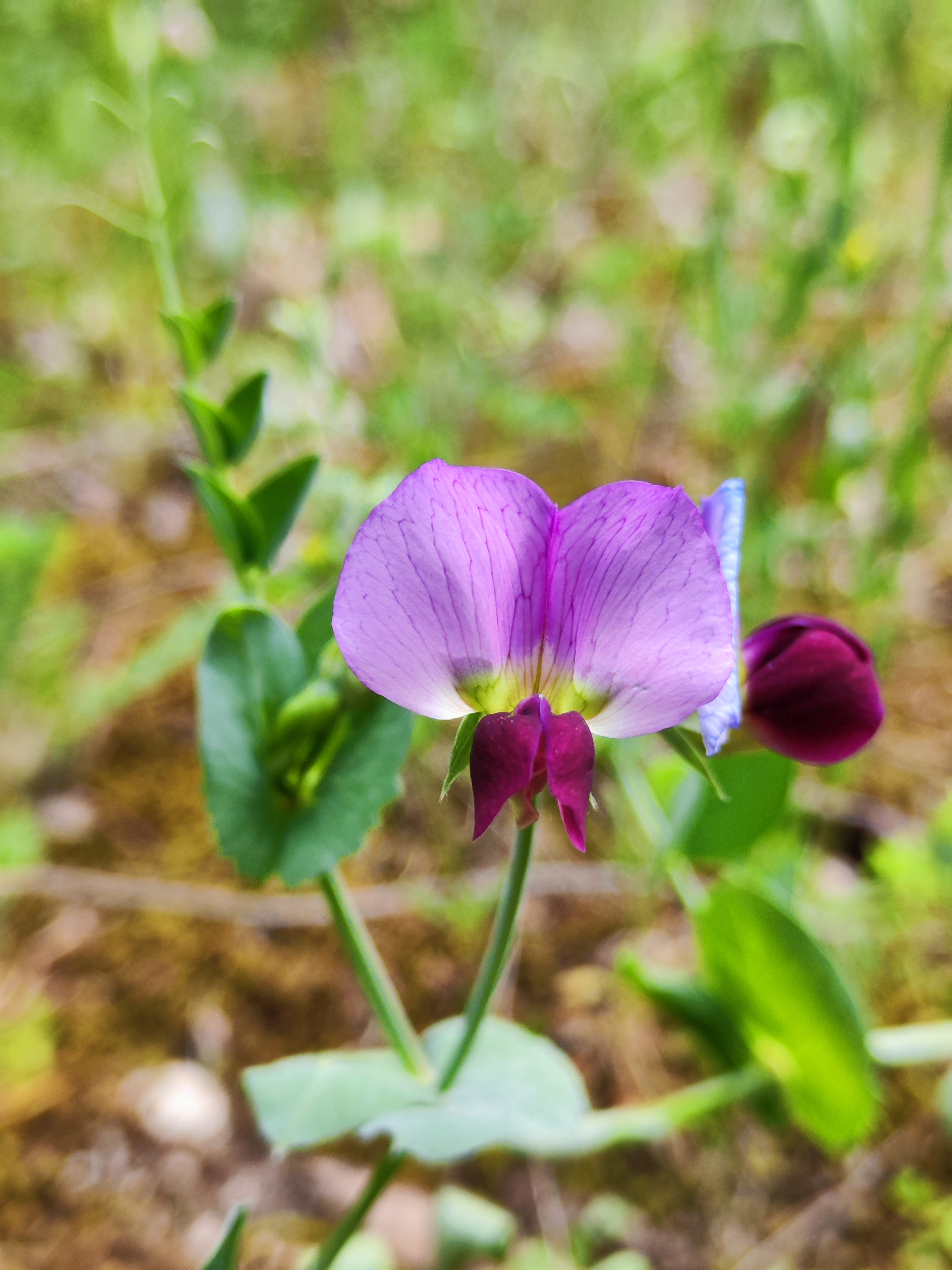 Wilde Erbse (Pisum sativum subsp. biflorum), eine wilde Verwandte der Gartenerbse (Pisum sativum L. subsp. sativum). Bild : © Adrian Möhl