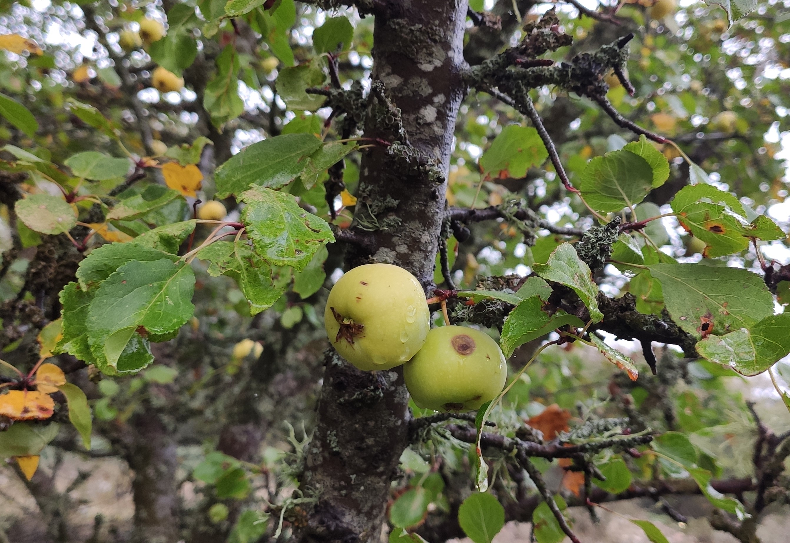Holzapfel (Malus sylvestris), ein wilder Verwandter des Kulturapfels (Malus pumila). Bild: © Adrian Möhl