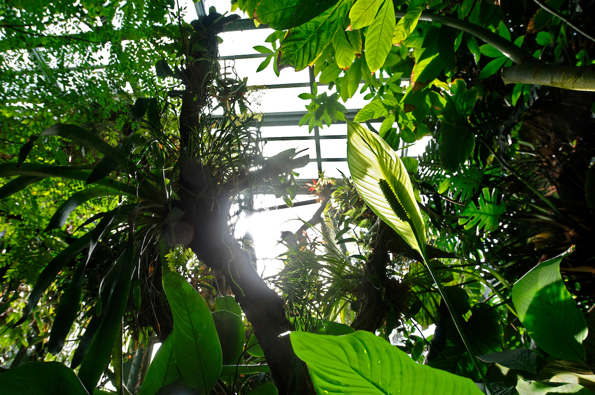 Das Palmenhaus des Botanischen Gartens Bern. © Adrian Moser.