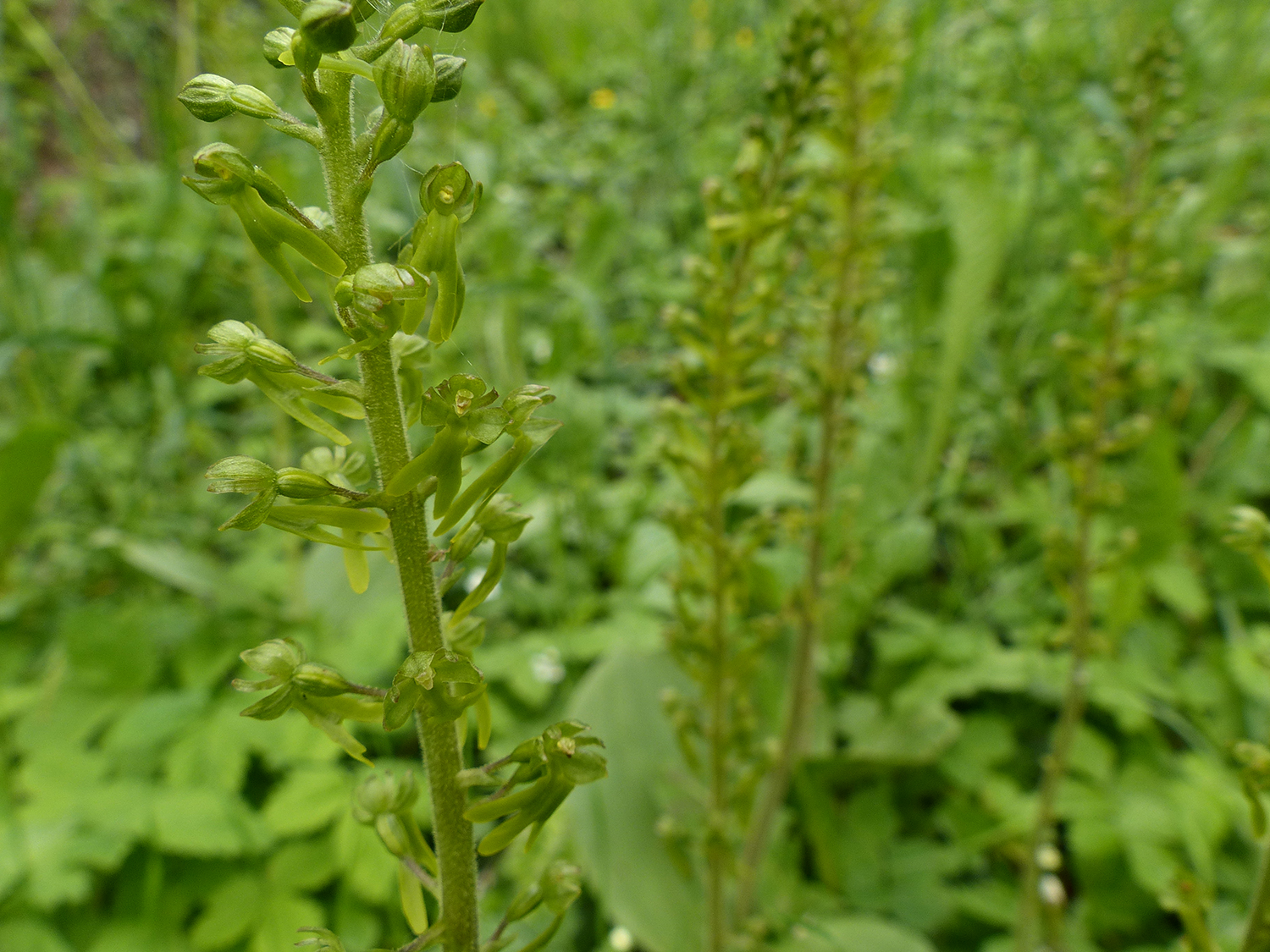 Der BOGA ist Lebensraum für 5'500 kultivierte Pflanzenarten. Dazu gesellen sich wildwachsende Pflanzen wie einheimische Orchideen, z.B. das Grosse Zweiblatt (Listera ovata).  Bild: BOGA / Katja Rembold