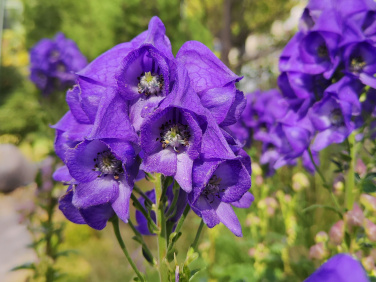 Herbst-Eisenhut (<i>Aconitum carmichaelii</i> DEBEAUX)