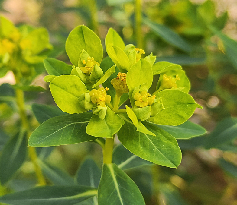 Papillen-Wolfsmilch (<i>Euphorbia papillaris </i> (BOISS.) RAFFAELLI & RICCERI)