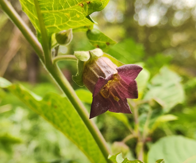Tollkirsche (<i>Atropa belladonne </i> L.)