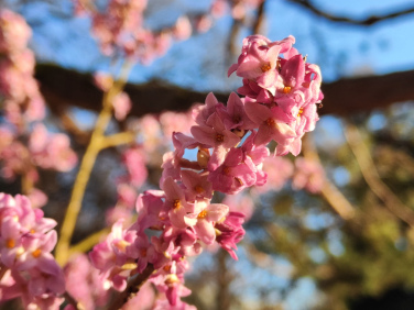 Echter Seidelbast (<i>Daphne mezereum</i> L.)
