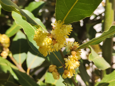 Edel-Lorbeer (<i>Laurus nobilis</i> L.)