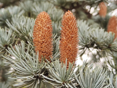 Atlas-Zeder (<i>Cedrus atlantica</i> (ENDL.) G.MANETTI EX CARRIÈRE)
