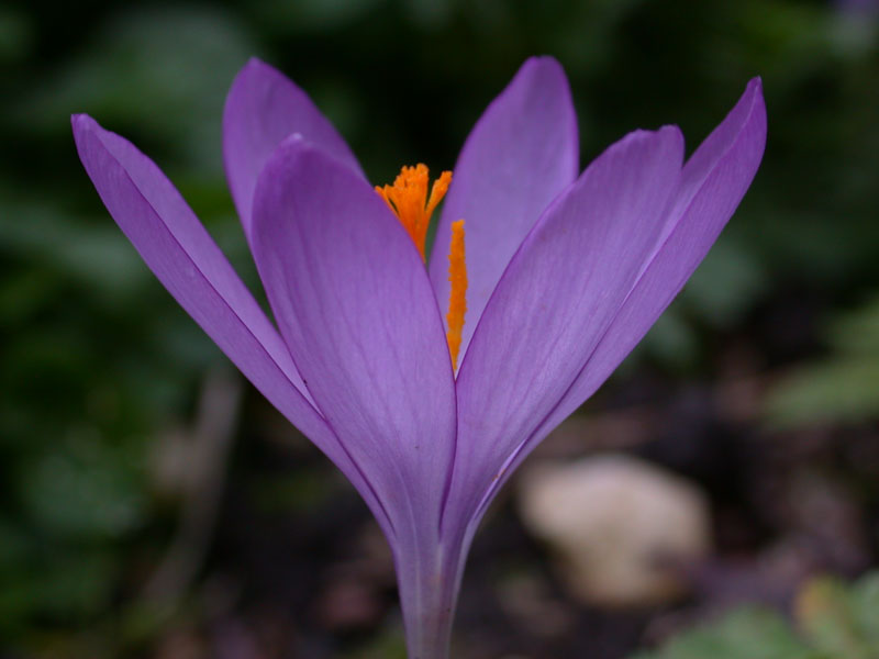 Pyrenäen-Herbst-Krokus (Crocus nudiflorus)