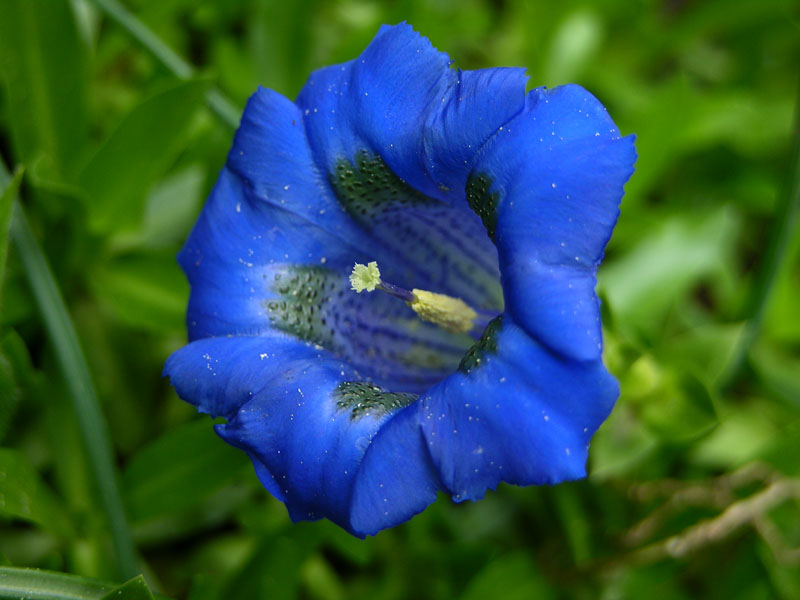 Schmalblättriger Enzian (Gentiana angustifolia)