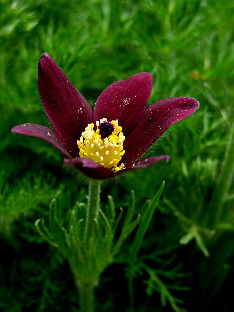 Rote Kuhschelle (Pulsatilla rubra)