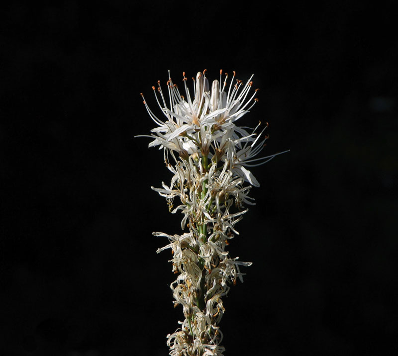 Weisser Aphodil (Asphodelus albus)