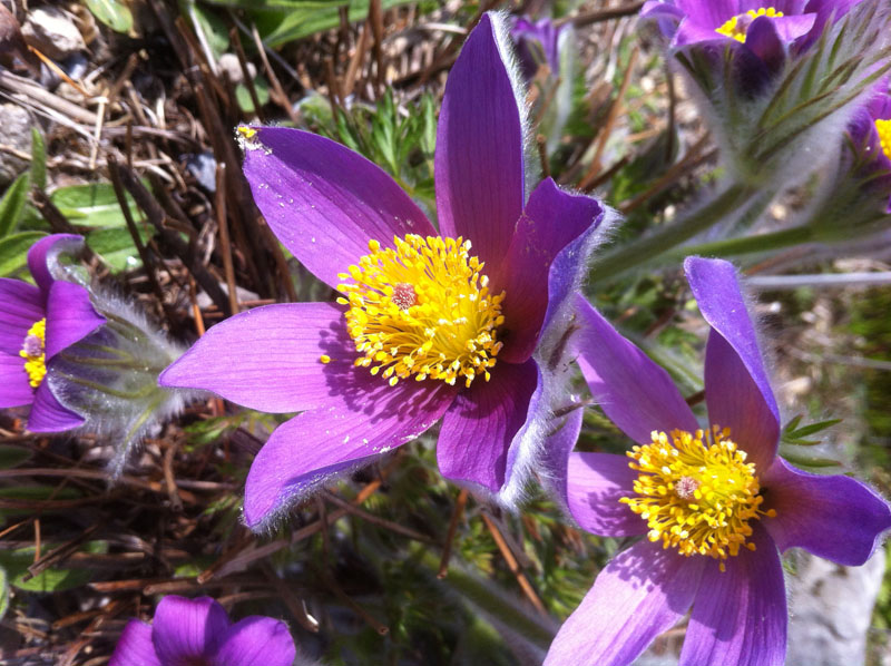 Grosse Kuhschelle (Pulsatilla vulgaris ssp. grandis)