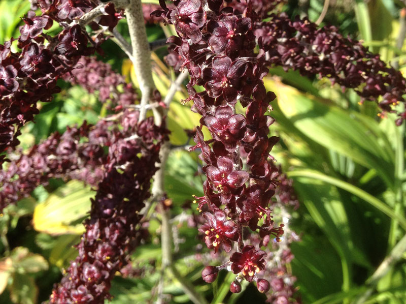 Schwarzer Germer (Veratrum nigrum)