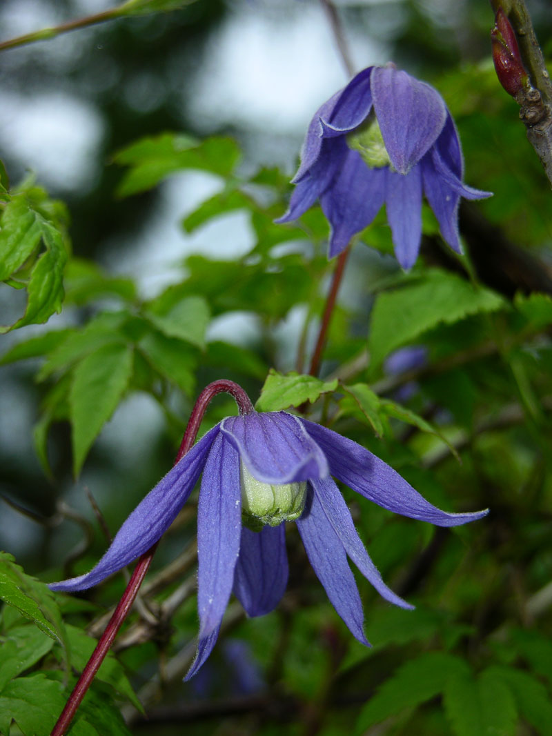 Alpenrebe (Clematis alpina)