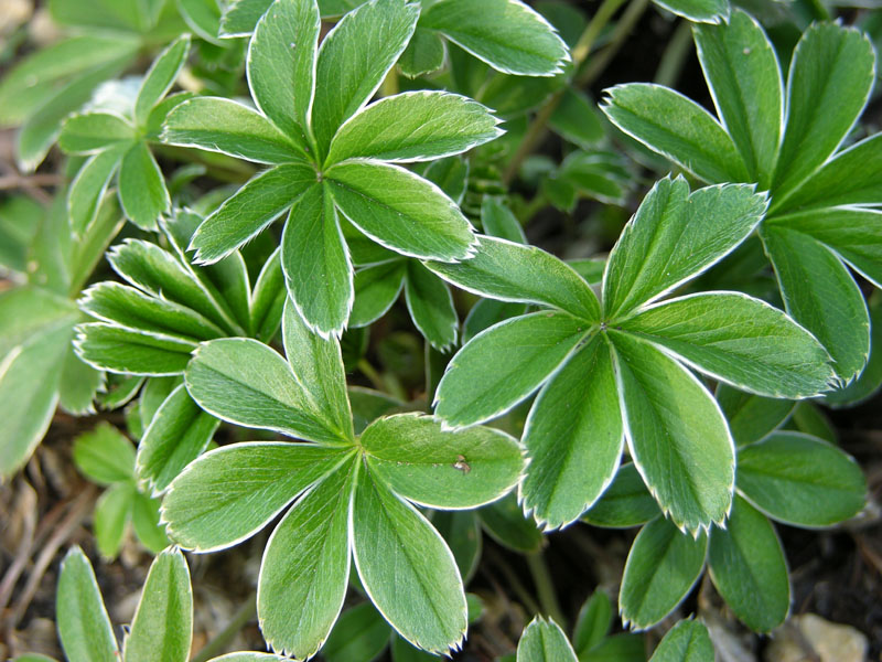 Silbermänteli (Alchemilla alpina)