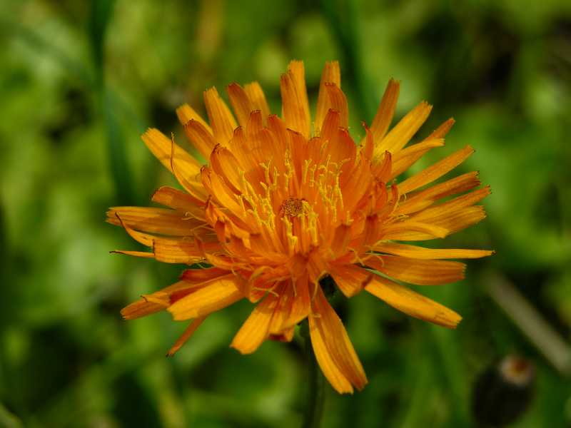 Gold - Pippau (Crepis aurea)