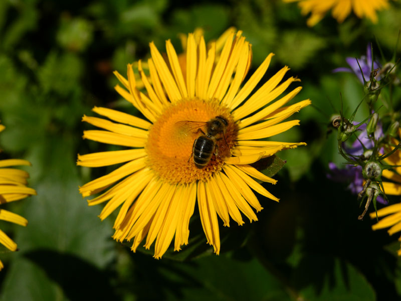 Südalpines Rindsauge (Telekia speciosissima)