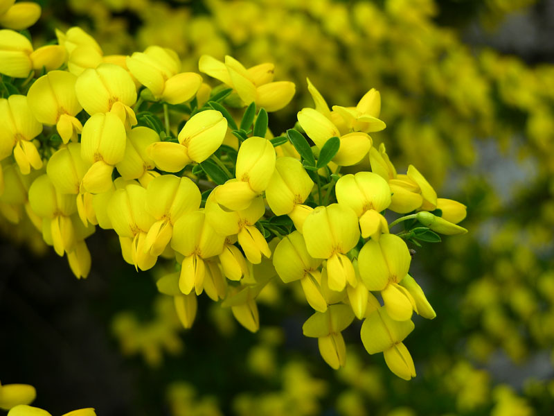 Bergamasker Geissklee (Cytisus emeriflorus)