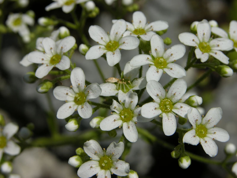 Host-Steinrech (Saxifraga hostii)