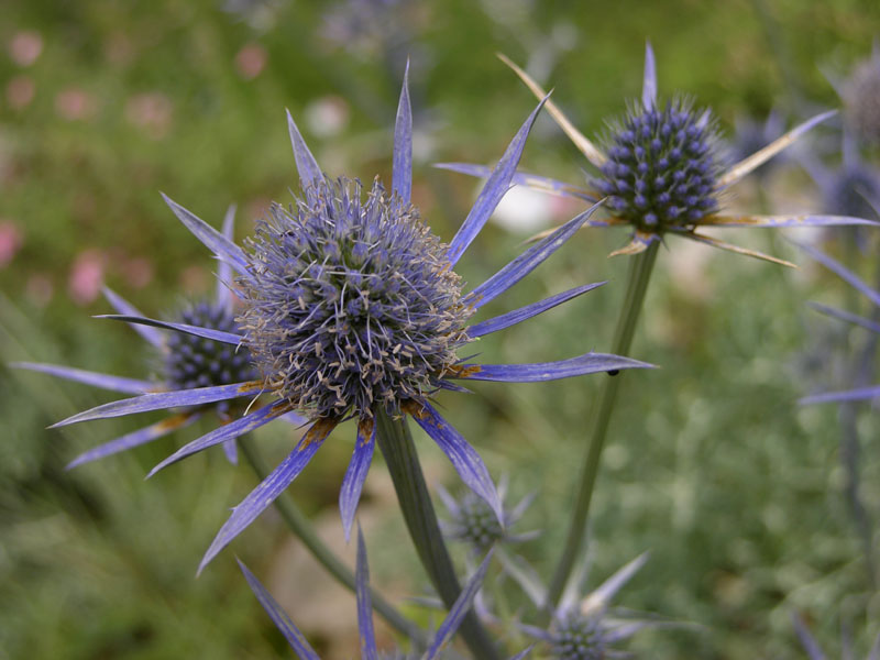 Flachblatt-Mannstreu (Eryngium planum)