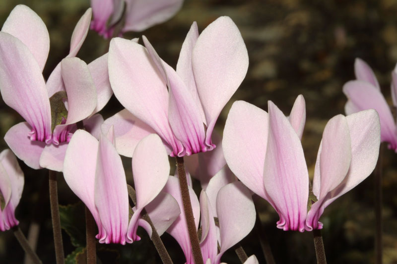 Griechisches Alpenveilchen (Cyclamen graecum)