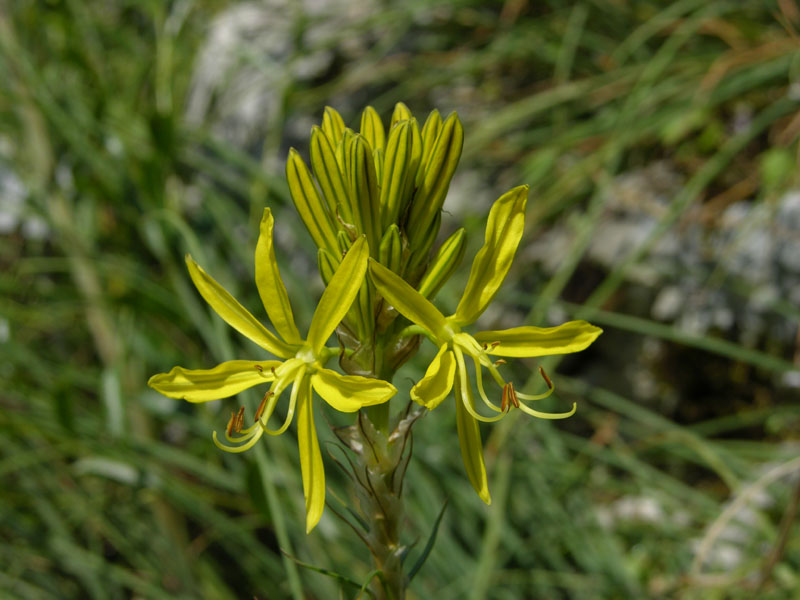 Gelbe Junkerlilie (Asphodeline lutea)