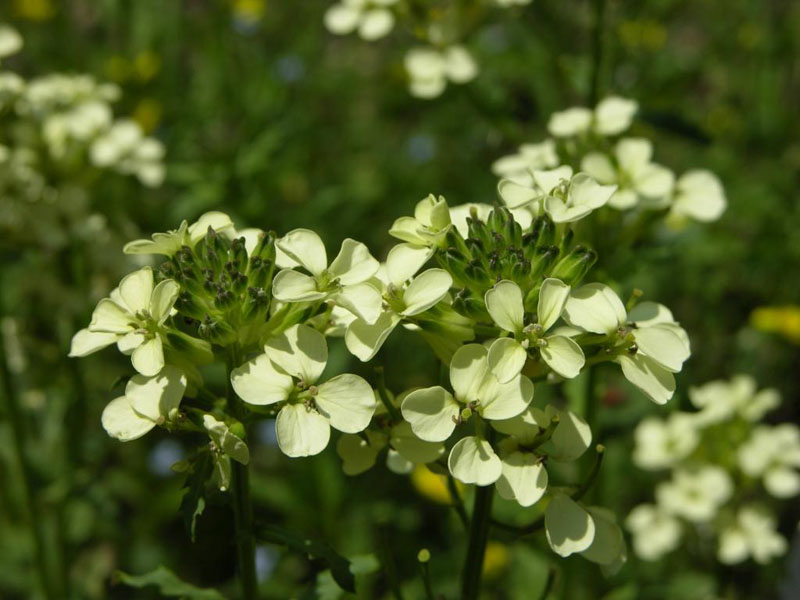 Witmanns Schöterich (Erysimum witmannii ssp. witmannii)